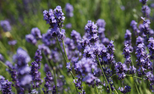 Purple lavender flowers you can eat