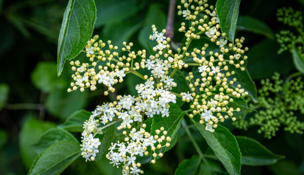 A cluster of elderflowers you can eat