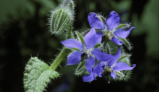 Blue and star-shaped borage flower you can eat