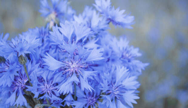 Purple-blue bundle of cornflowers you can eat