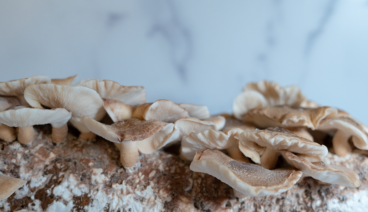 how to grow mushrooms at home back to the roots