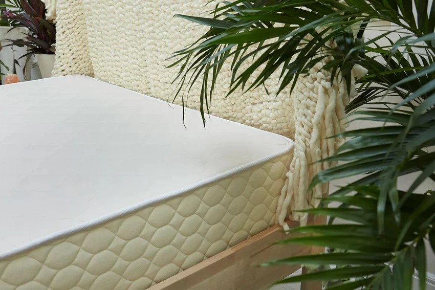 photo of mattress and plant