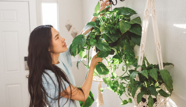 Pothos vs. Philodendron: Which Plant Is the Better Choice for You?