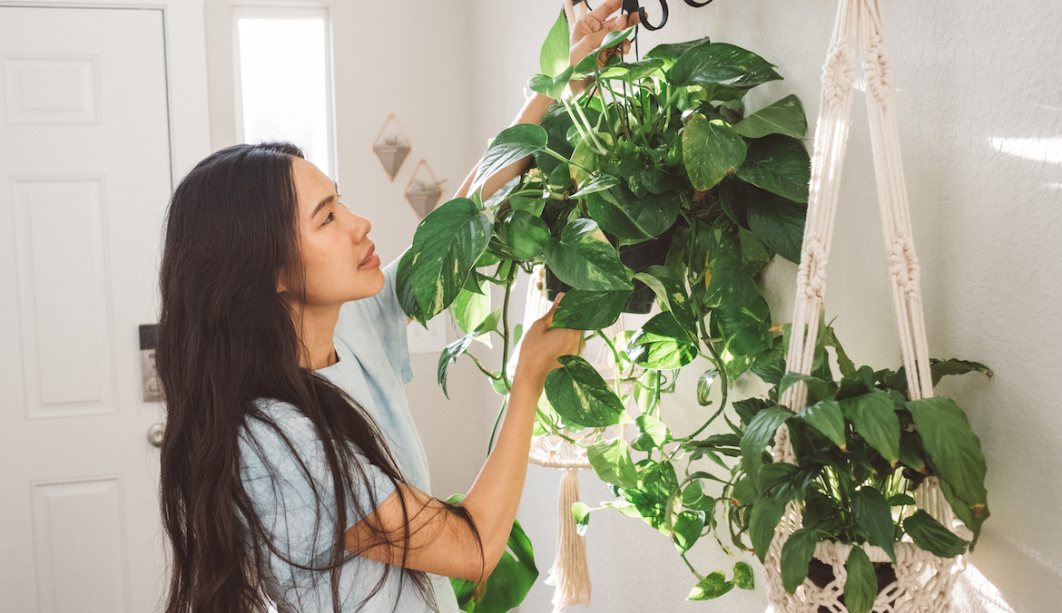 A woman examines her hanging Philodendron plant.