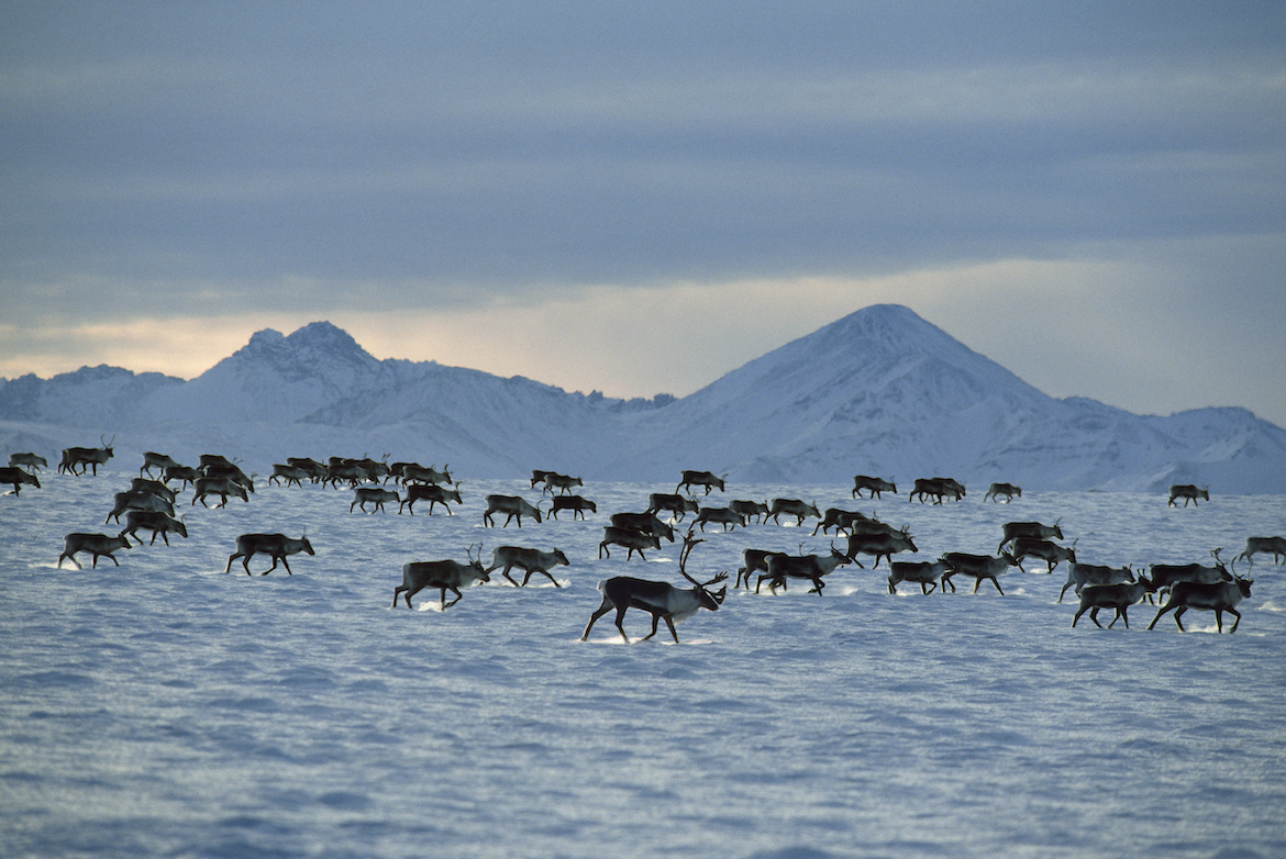 Porcupine caribou herd migration in winter, Rangifer tarandus, Arctic National Wildlife Refuge, Brooks Range, Alaska, USA, November