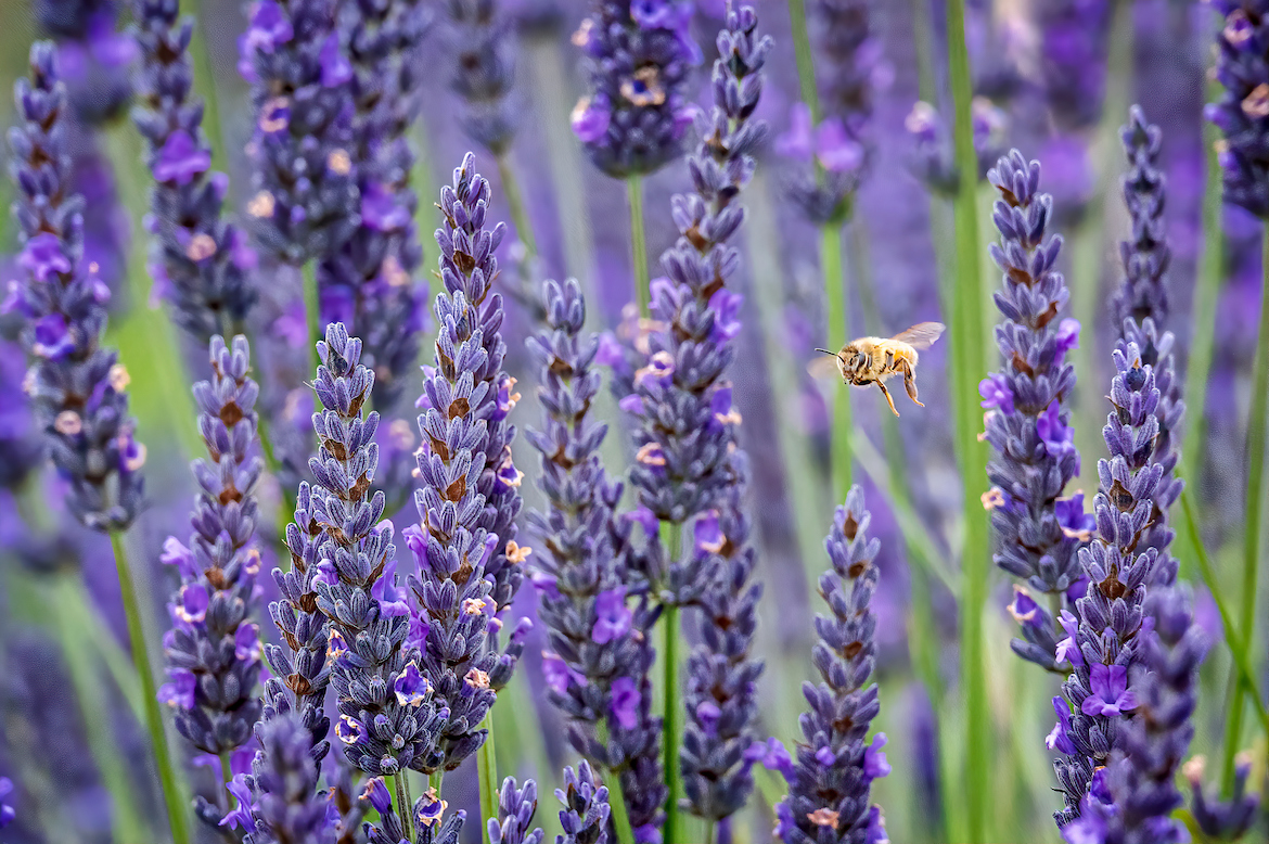 Fresh planted lavender on a farm with a bee in front of it.