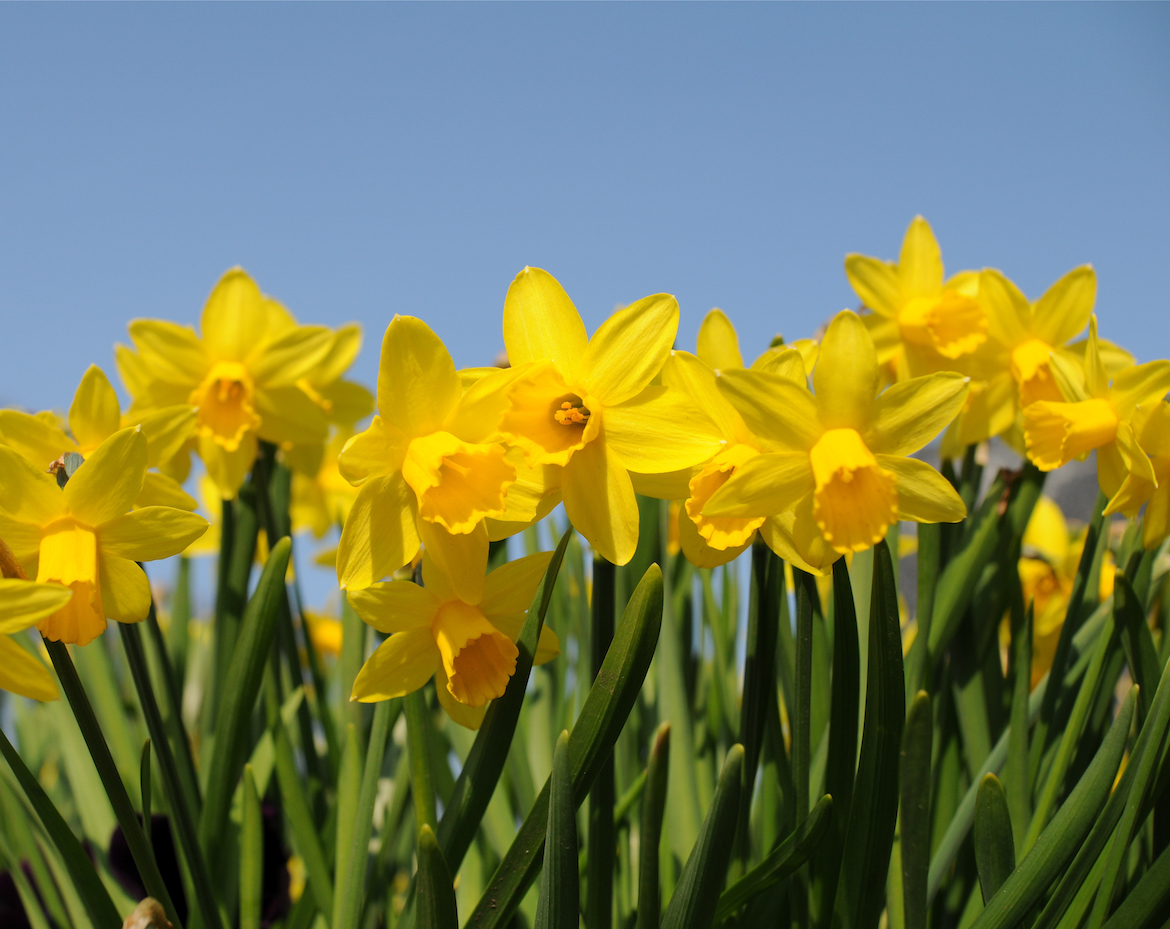 Bright yellow daffodils in a garden.