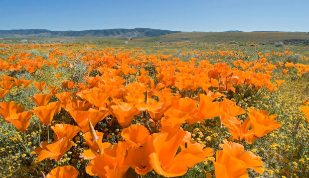 California’s Super Bloom Is Too Pretty for Words—So Here Are 29 Photos of It