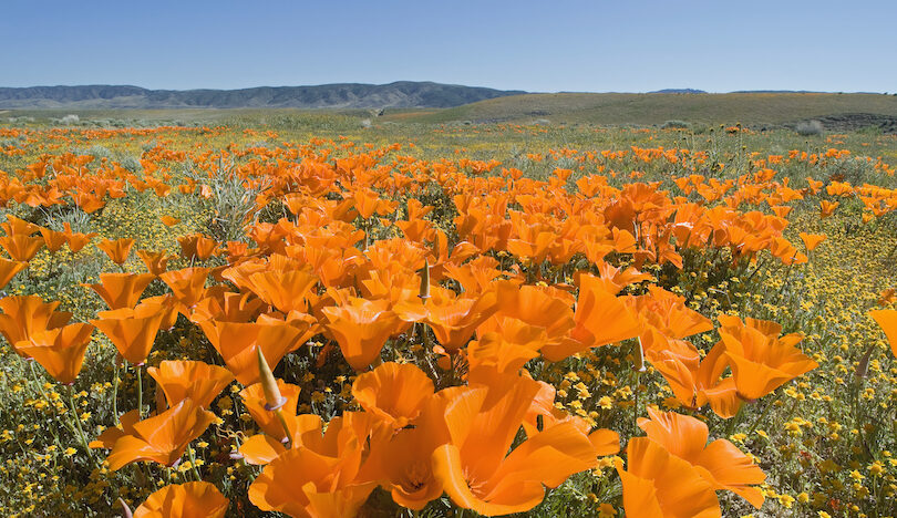 Beautiful orange wildflowers during the California super bloom in the Antelope Valley.