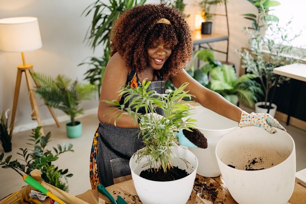 What To Avoid in Potting Mix if You Don't Want Your Houseplants To Die, According...