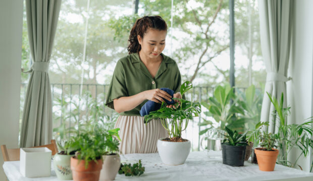 Giving Your Houseplants a 'Spring Clean' Will Boost Their Growth—Here's How To Do It