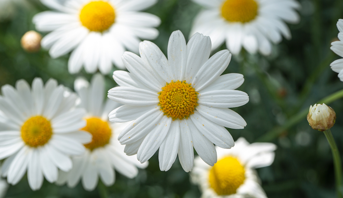 A close up of a white daisy flower.