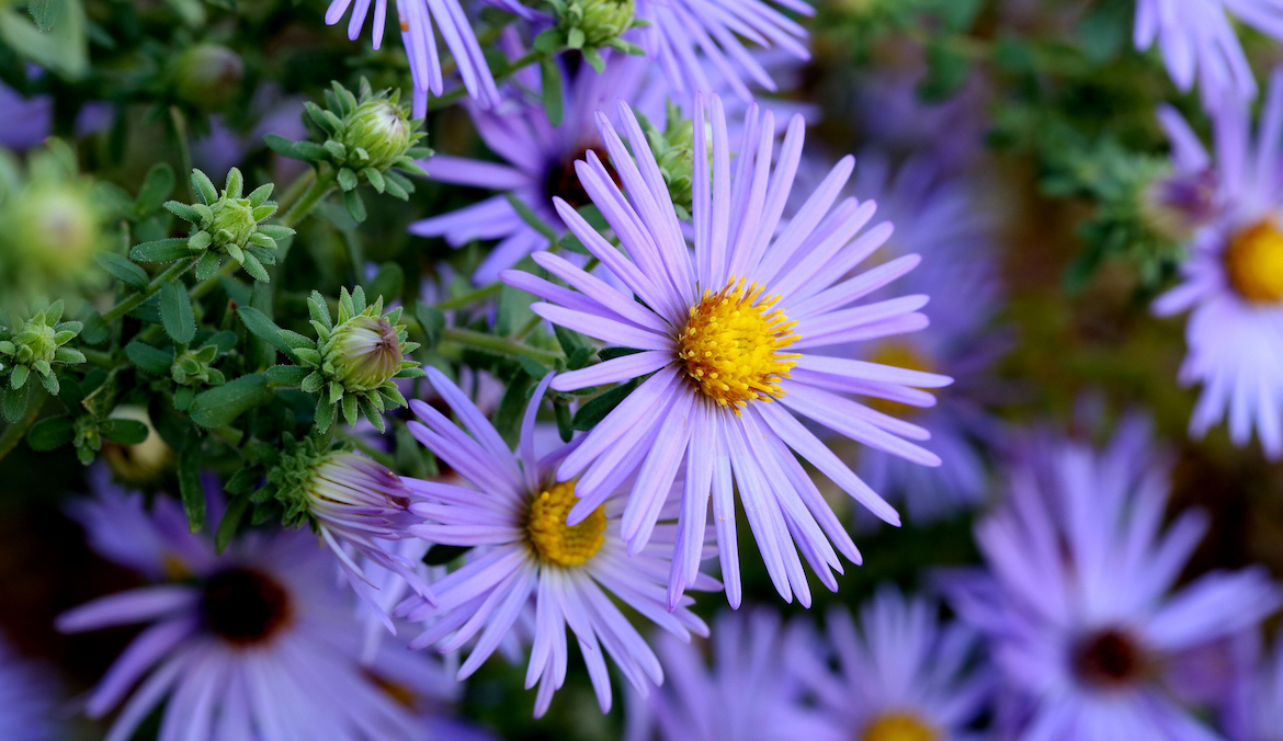 A close up of a purple aster flower.