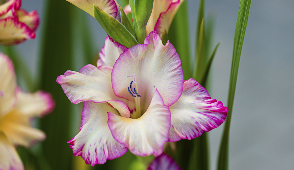 Close up of Gladiolus flower.