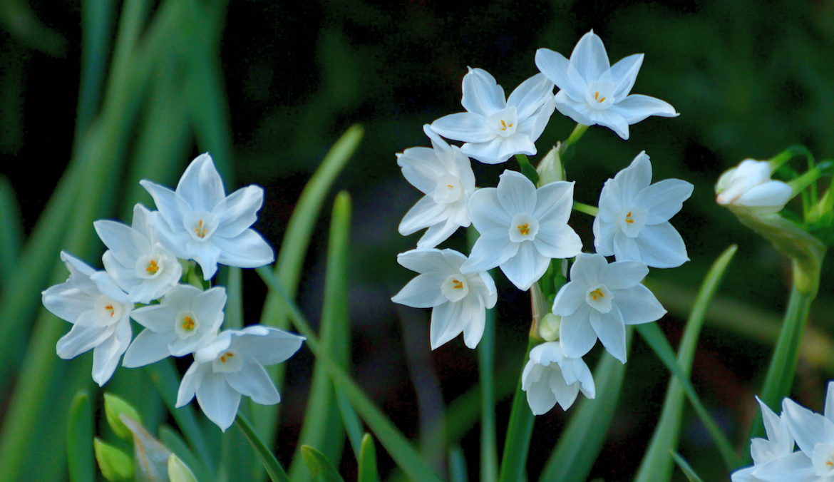 A close up of Narcissus paperwhite flowers