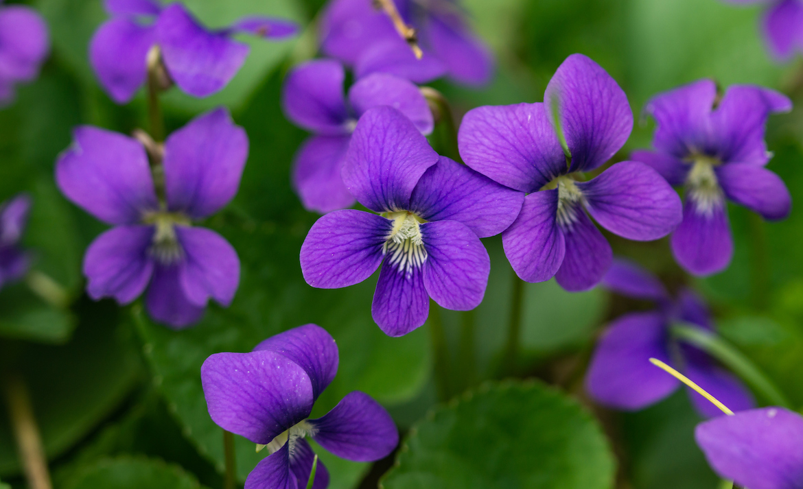Close up of Common blue violet flowers (Viola sororia).