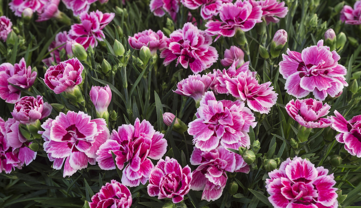Pink carnations.