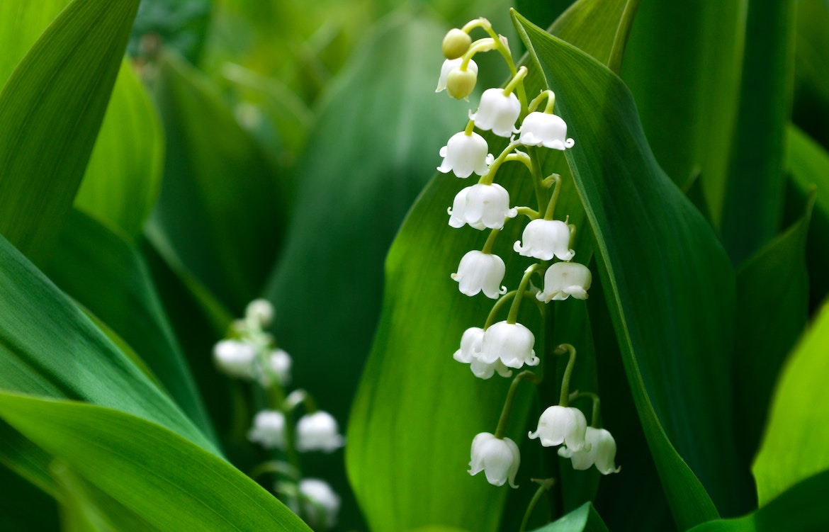 A close up of a Lily of the Valley flower against green leaves.