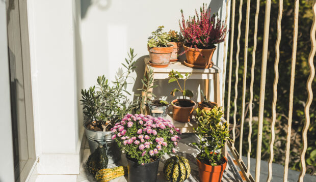 I Grew My Own Beauty Garden for DIY Treatments—Here's How You Can, Too