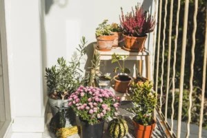 I Grew My Own Beauty Garden for DIY Treatments—Here's How You Can, Too