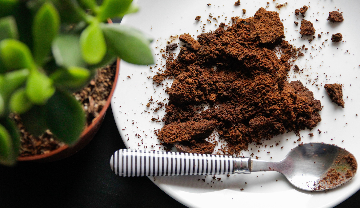 coffee grounds on a plate next to a houseplant