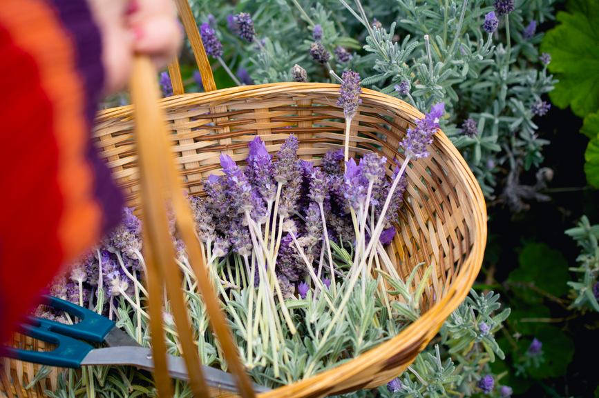 Lavender Is the Inflammation-Fighting, Sleep-Enhancing Herb of This Dietitian’s Dreams (and Yours)
