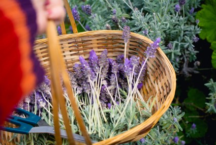 Lavender Is the Inflammation-Fighting, Sleep-Enhancing Herb of This Dietitian’s Dreams (and Yours)