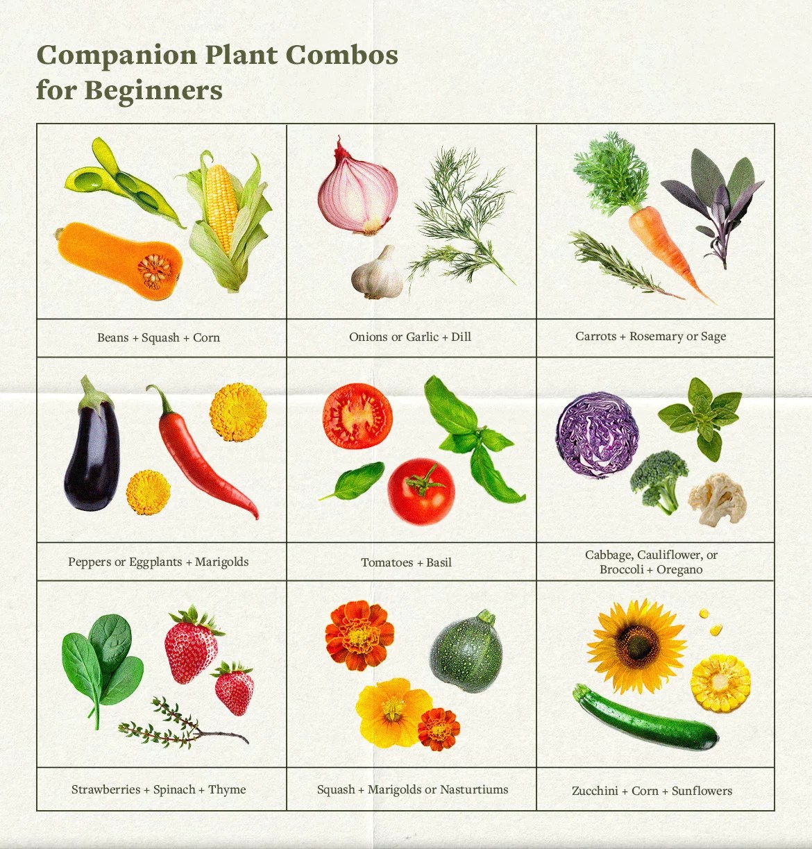 A companion planting chart to use to guide your home gardening. 