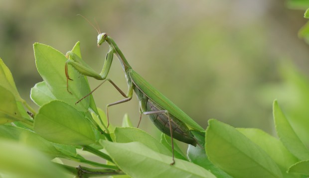 The Symbolic Meaning of Crossing Paths With a Majestic Praying Mantis