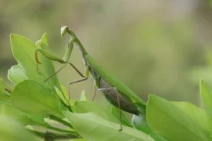 The Symbolic Meaning of Crossing Paths With a Majestic Praying Mantis