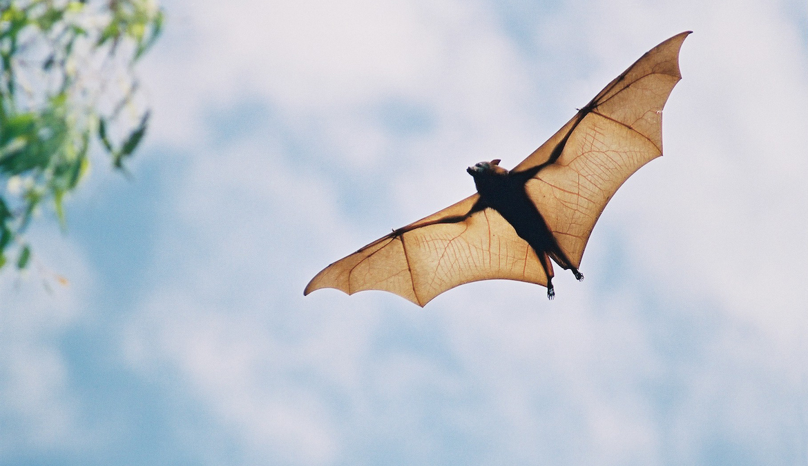 The Surprisingly Not-So-Scary Symbolic Meaning of Laying Eyes on a Bat