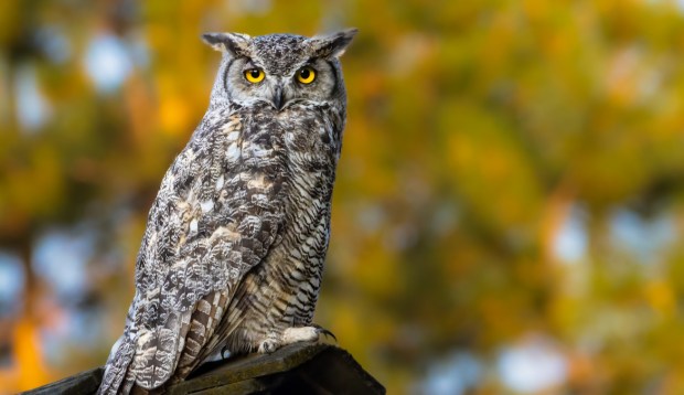 The Symbolic and Spiritual Meanings of Seeing an Owl IRL or in Your Dreams