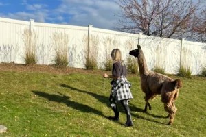 Going on a Llama Walk Was the Stress-Buster I Didn’t Know I Needed