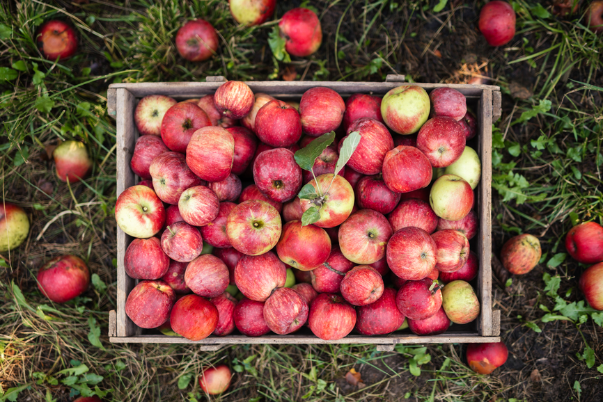 5 Apple Storage Tricks That Will Keep Your Honeycrisps ‘Crisp’ All Season Long, From a...