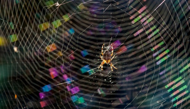 What It Means if You're Dreaming About Spiders, According to Dream Decoders