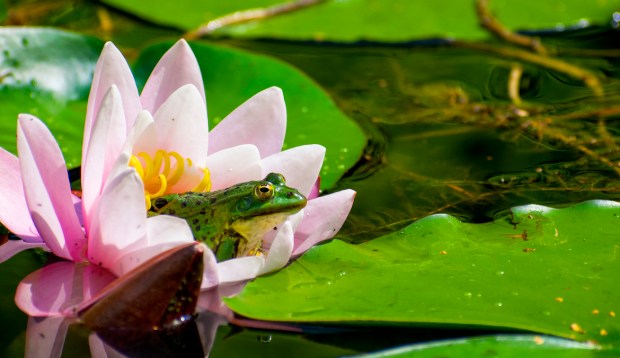 Crossing Paths With a Frog Is Actually a Pretty Powerful Sign From the Cosmos That...