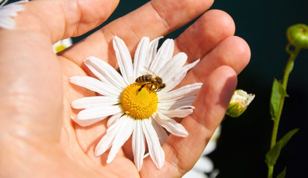 The Spiritual Significance of Crossing Paths With a Bee