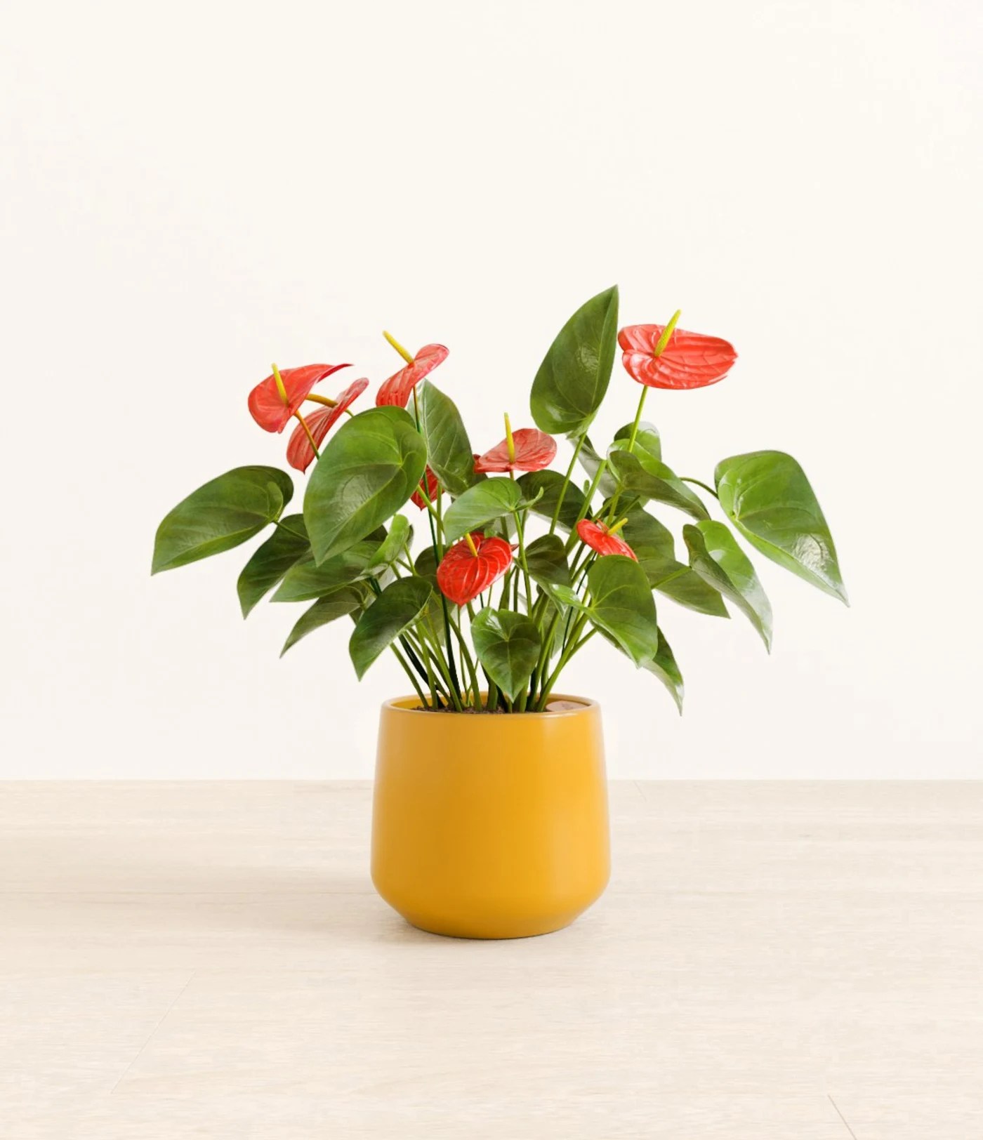 an anthurium from easyplant, on our mother's day gift guide